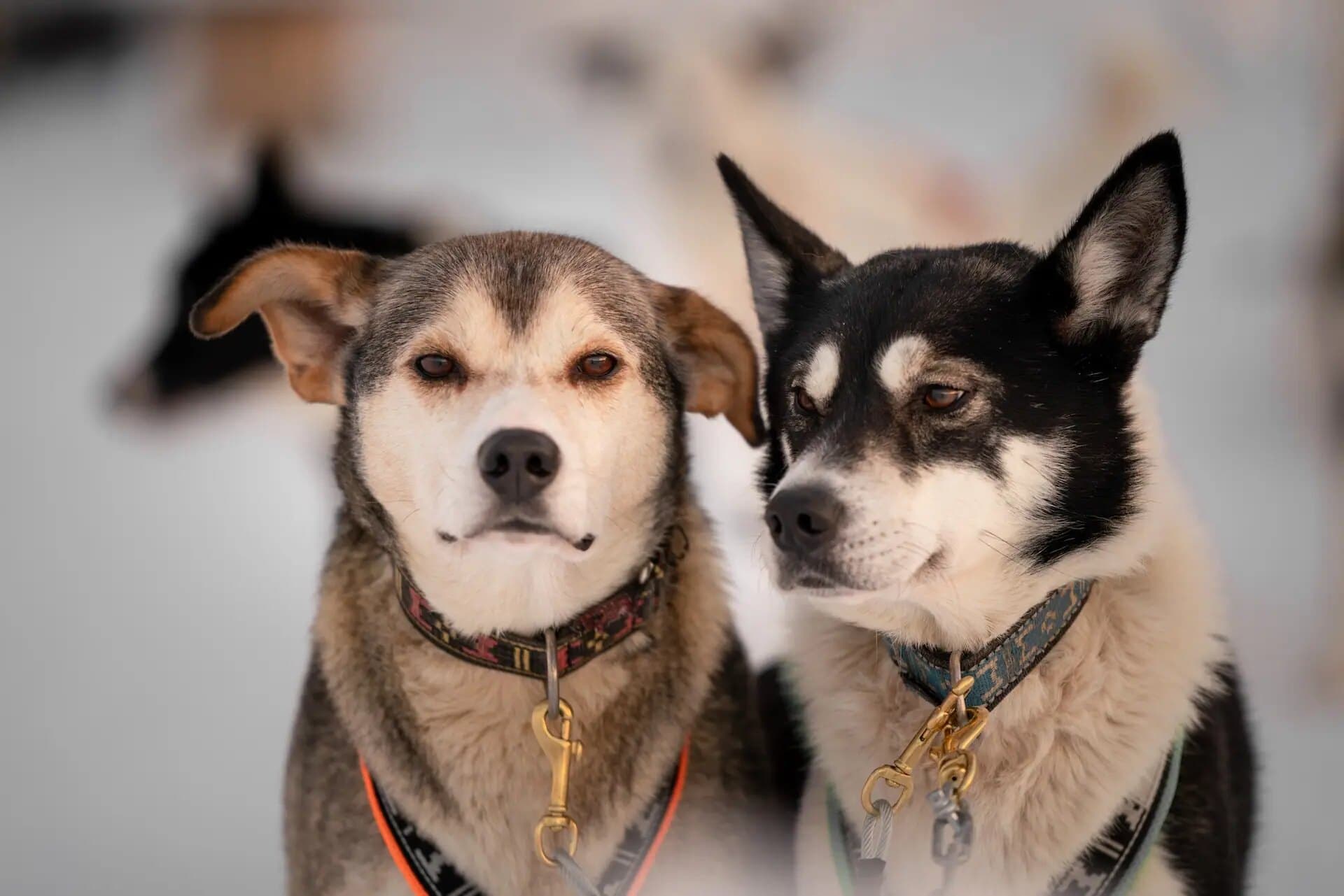 Dos huskies con arneses, preparados para correr