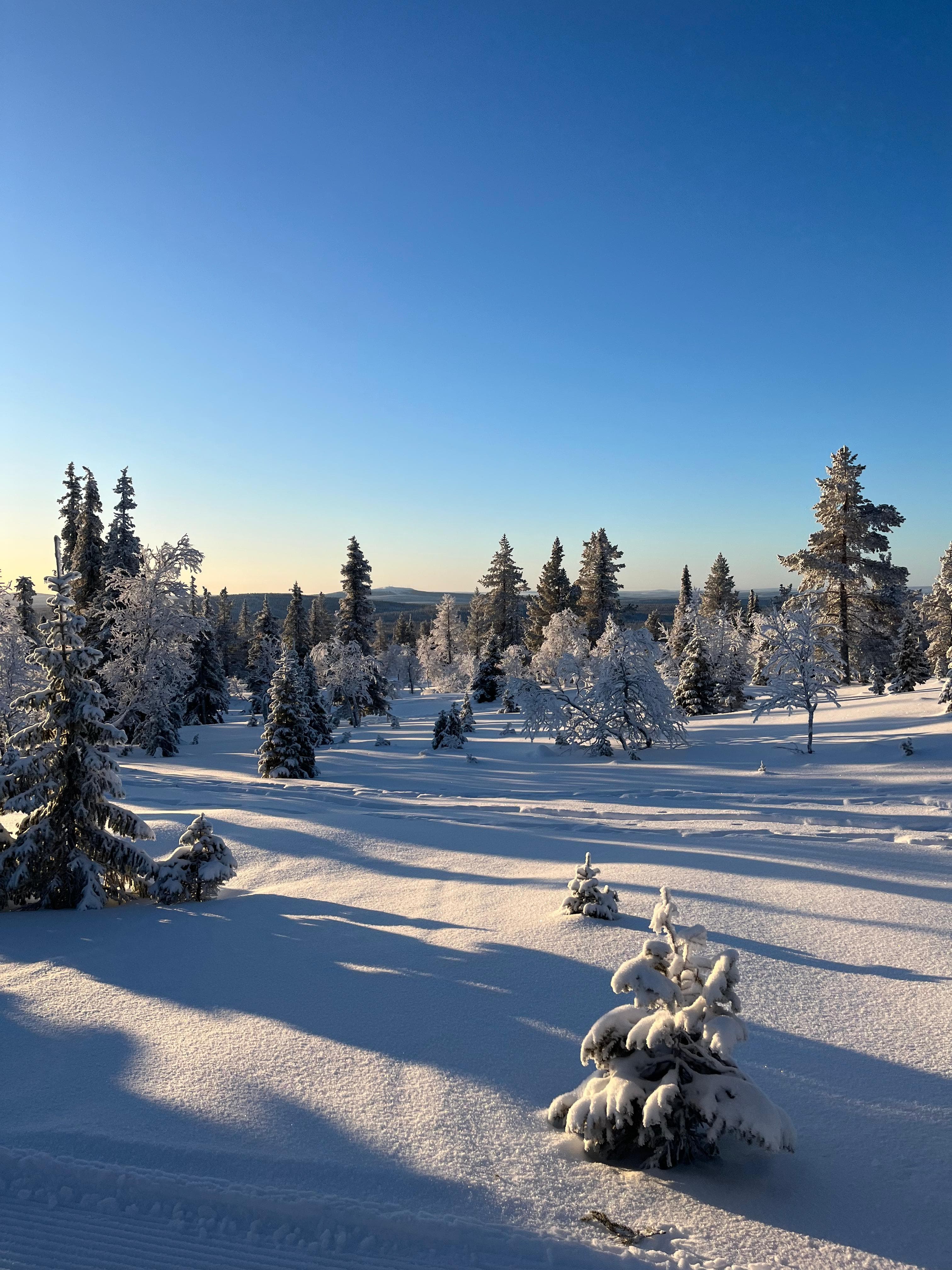 Pinos nevados en una colina bajo el sol bajo de invierno y un cielo azul despejado