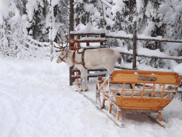 Un reno con arnés delante de un trineo de madera en el bosque nevado